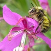 Fireweedbee