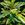Perennials: Alpinia zerumbet 'Variegata'