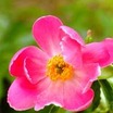 Peonies_paeonia_friendship_hybrid-1