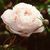 Peonies_paeonia_lactiflora_x_nick_shaylor-1