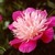 Peonies_paeonia_fantastic-1
