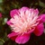 Peonies_paeonia_fantastic-1