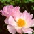 Peonies_paeonia_pink_princess-1