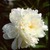 Peonies_paeonia_frances_willard-1