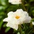 Peonies_paeonia_krinkled_white-1