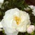 Peonies_paeonia_miss_america-1
