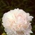 Peonies_paeonia_minuet-1
