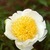 Peonies_paeonia_sunny_side_up-1