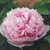 Peonies_paeonia_xue_ying_zhao_xia-1