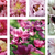 Peony