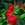 Peach and Nectarine: Prunus persica 'Stark EarliGlo'