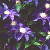 Clematis_clematis_x_h