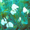 Sweet_peas_lathyrus_odoratus_mrs