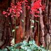Coral_bells_heuchera_brizoides_x_widar-1