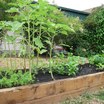 Veggie_boxes