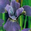 Iris_iris_sibirica_x_orville_fay-1