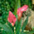 Calla_lilies_zantedeschia_lavender_gem-1.small