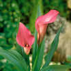 calla-lily
