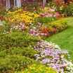 Flowerfromseed1