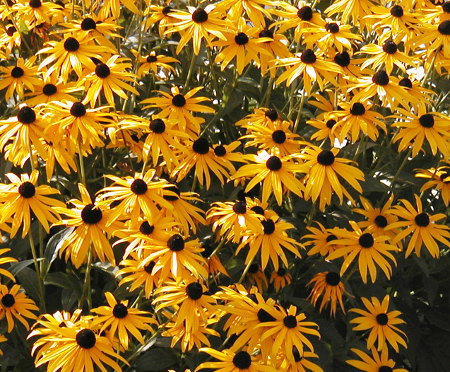 Coneflowers_rudbeckia_hirta_indian_summer.full