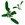 Sage: Salvia officinalis