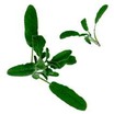 Sage_salvia_officinalis-1