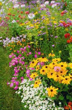 Flowerfromseed3
