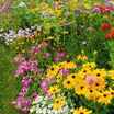 Flowerfromseed3