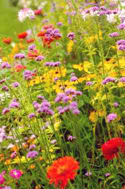 Flowerfromseed7