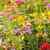Flowerfromseed7