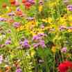 Flowerfromseed7