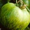 Green_zebra_tomato