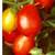 Roma_tomato