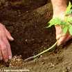 Tomato_seedling