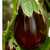 Imperial_balck_beauty_eggplant