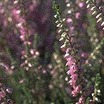 Heaths_and_heathers_calluna_vulgaris_kerstin-1