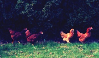 Flock.large