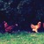 Flock