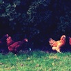 Flock