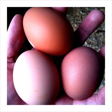 Eggs.detail