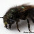 Mason-bee