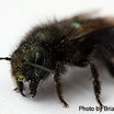 Mason-bee