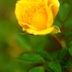 Rise_n_shine_miniature_rose