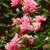 Old_blush