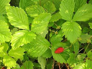 Fragaria_golden_alex