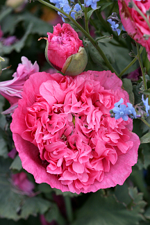 Papaver_pink_heirloom_cl