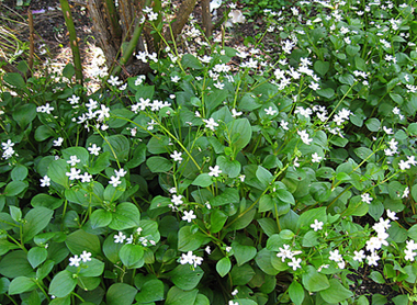 Claytonia_sibirica_habit