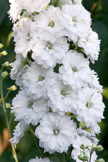 Delphinium_dbl_innocence_annie