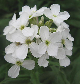 Hesperis_white