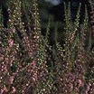 Heaths_and_heathers_calluna_vulgaris_schurigs_sensation-1